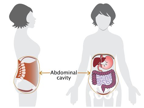 Deciphering the Significance of Needle-Infused Visions Within the Abdominal Cavity