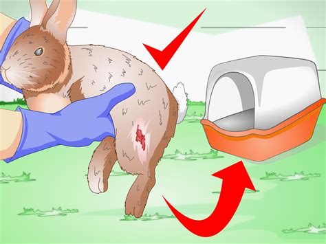 Deciphering the Significance of a Injured Bunny in Your Dreams