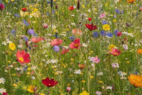 Deciphering the Symbolic Significance of an Overflowing Meadow