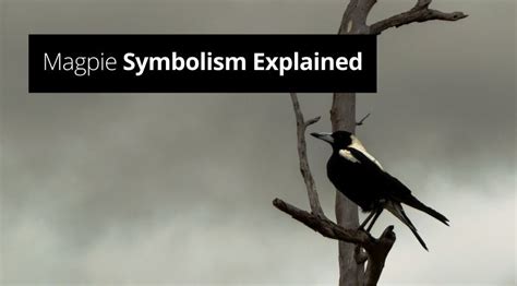 Deciphering the Symbolism: Understanding the Significance of Eliminating a Magpie in Dreams