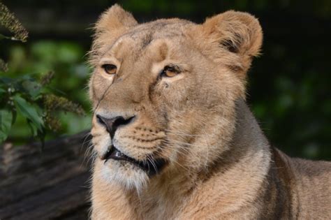 Deciphering the Symbolism Behind the Fierce Lioness