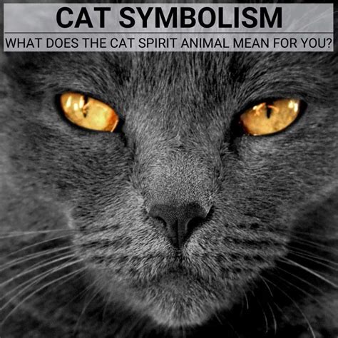 Deciphering the Symbolisms behind a Feline Fatality: Unveiling the Cryptic Significance