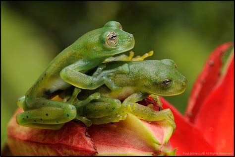 Decode the Message: Interpreting the Frogs' Behavior While Engaged in Aquatic Activity in Your Vision