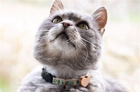 Decoding Feline Communication: Exploring the Connection between Vocalization and Human Language