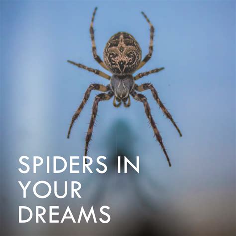 Decoding Spider Dreams: Unraveling Their Symbolic Significance