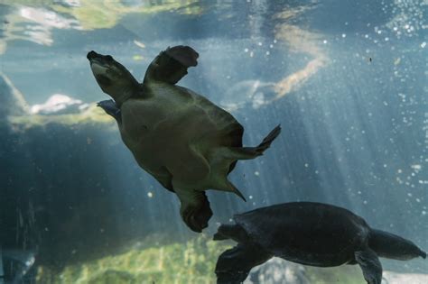 Decoding the Behavior of Turtles in Aquatic Reveries