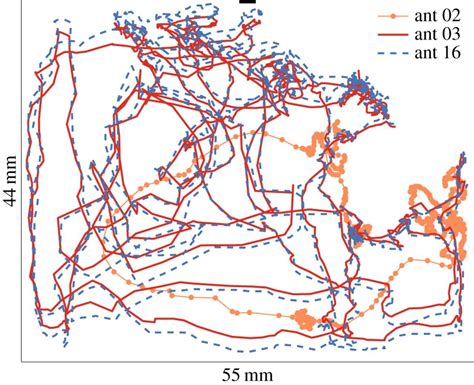 Decoding the Collective and Cultural Interpretations of Ants Moving on an Individual