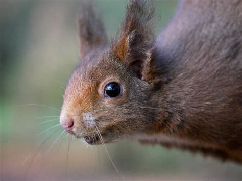 Decoding the Enigma: Can Squirrels Truly Communicate via Subconscious Mental Imagery?