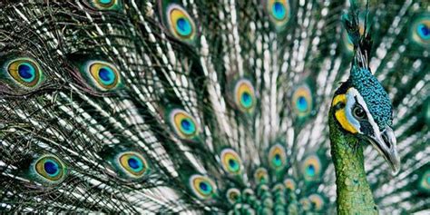 Decoding the Genetic Blueprint of Peacock's Polychromatic Feathering