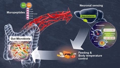 Decoding the Gut's Communication: How our Internal World Influences our Physical Well-being