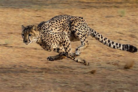 Decoding the Hidden Meanings behind the Cheetah's Pursuit