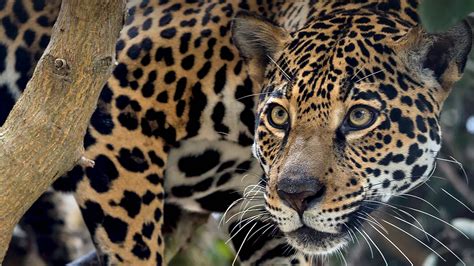 Decoding the Jaguar's Actions and Behavior in Your Dream