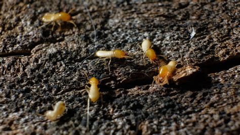 Decoding the Meaning Behind Termite Infestations in Dreams