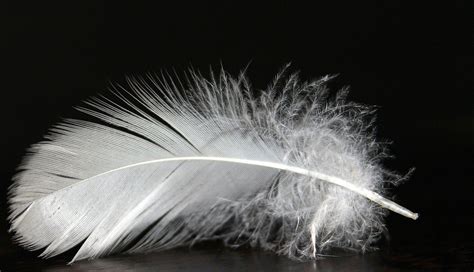 Decoding the Meaning behind the Size and Condition of a White Feather