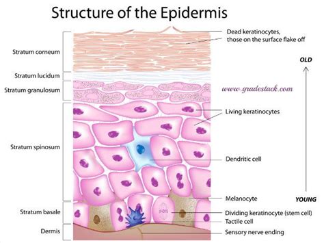 Decoding the Meaning of Diverse Colors and Textures in Dreams of Epidermal Renewal