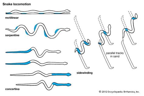 Decoding the Messages Behind the Snake's Movements