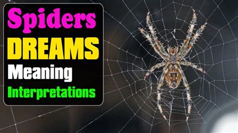 Decoding the Messages of Spider Dream: Unveiling the Hidden Meanings