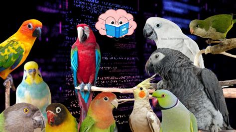 Decoding the Parrot's Behavior: Unraveling the Hidden Message