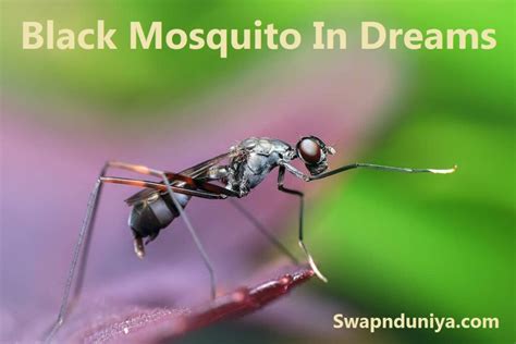 Decoding the Possible Meanings in Dreams featuring Lifeless Mosquitoes