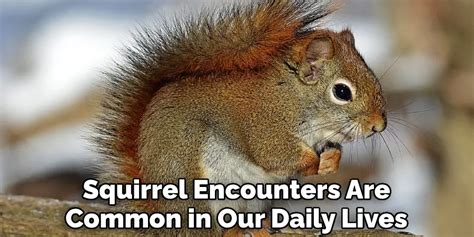 Decoding the Significance: Analyzing the Symbolism Behind an Encounter with a Squirrel