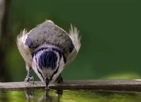 Decoding the Significance of Avian Hydration