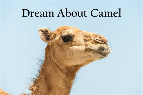 Decoding the Significance of Camels in Dreams