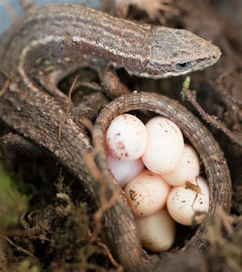 Decoding the Significance of Dreams Featuring Lizards Engaged in Egg Laying