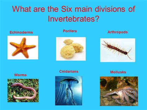 Decoding the Significance of Encounters with Invasive Invertebrates: Exploring Potential Implications