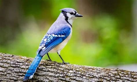 Decoding the Significance of the Blue Jay's Dazzling Plumage