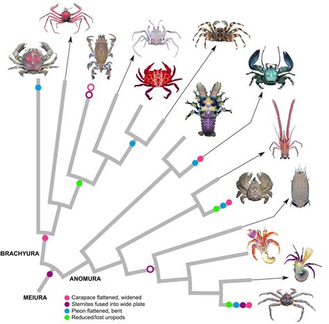 Decoding the Significance of the Pale Crustacean