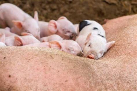 Decoding the Symbolic Importance and Deep Meaning Behind a Profusion of Piglets