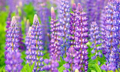 Decoding the Symbolic Meaning of Canine Lupines