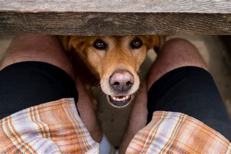 Decoding the Symbolic Significance of a Dream Involving a Chestnut Canine