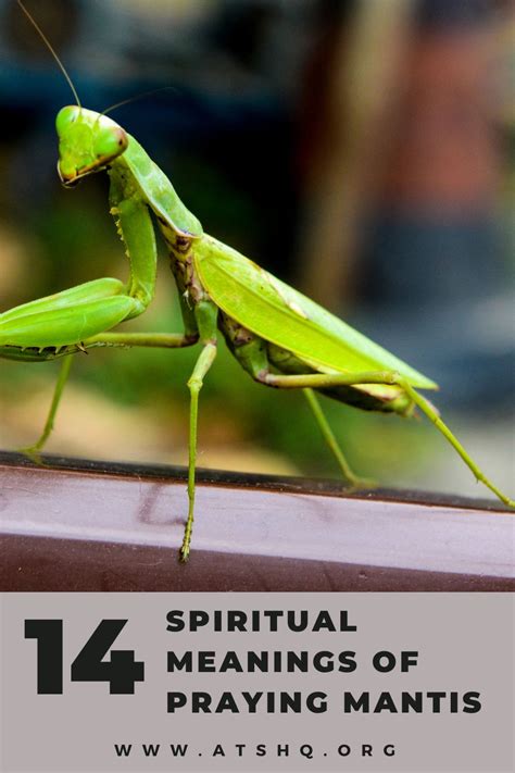 Decoding the Symbolism: Exploring the Hidden Meanings of Encounter with Praying Mantises