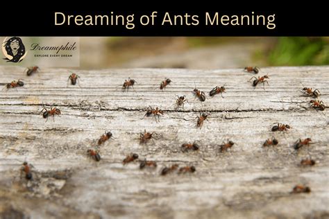 Decoding the Symbolism: Exploring the Significance of Ants in Dreams