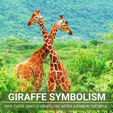 Decoding the Symbolism: Giraffes and their Interpretation in Dreams