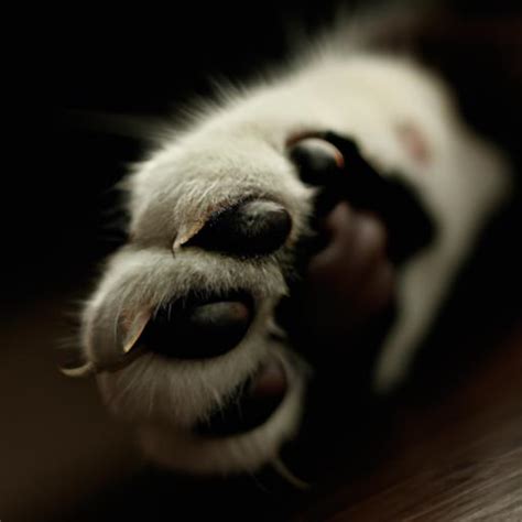 Decoding the Symbolism: Understanding the Significance of a Feline's Paw on One's Feet