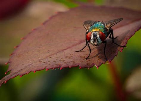 Decoding the Symbolism of Flies in the Dream World