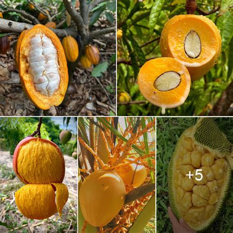 Decoding the Symbolism of the Enigmatic Golden Fruit