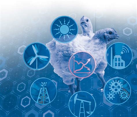 Decoding the Vision of Poultry: Strategies and Insights