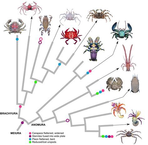 Delving into the Hidden Significance of a Vision featuring a Crimson Crustacean