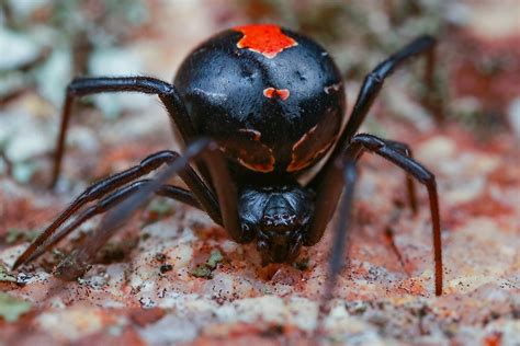 Delving into the Lethal Toxin of Dark Arachnids