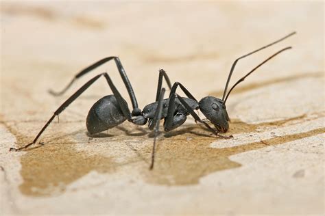 Delving into the Psychological Significance of Imagining Carpenter Ants