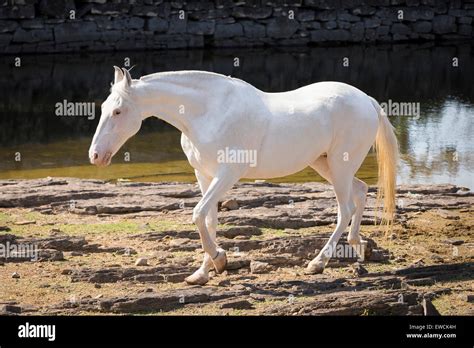 Details about White Mare’s Tallness