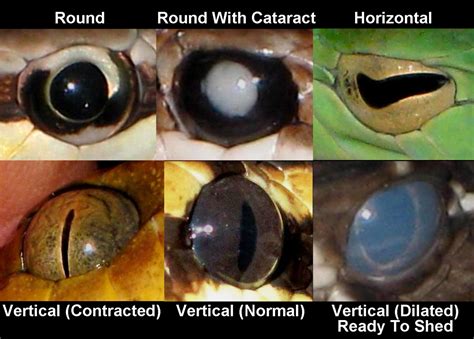 Different Categories of Serpent Visions