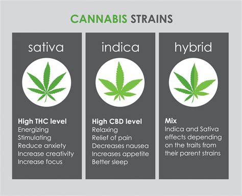 Different Varieties of Cannabis: Indica, Sativa, and Hybrid Strains