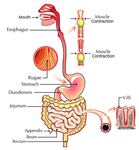 Digestive System and Emotional Response: The Connection Explored