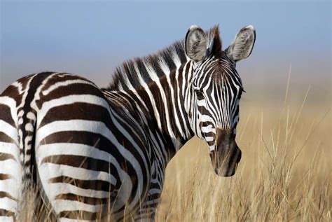 Digging Deeper: The Symbolic Representation of Zebras in Dream Psychology