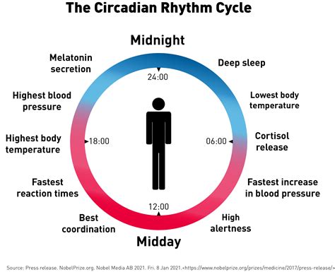 Discover Your Natural Rhythm: Crafting a Timetable that Aligns with Your Energy Levels