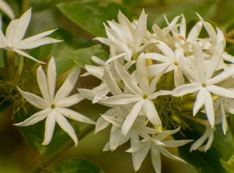 Discover the Captivating Realm of Enchanting Jasmine Blossoms